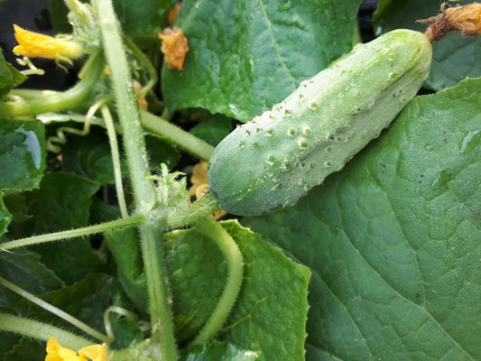 Cucumber - Parisian Pickling