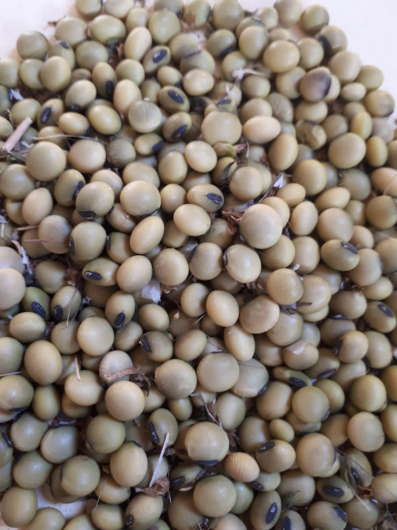 Soybean Hidatsa