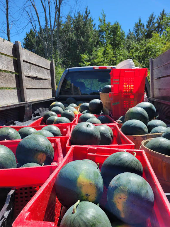 Blacktail Mountain Watermelon