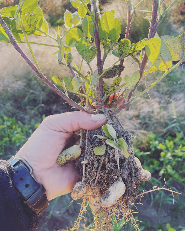 Valencia Peanut