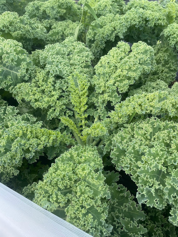 Westlander Kale
