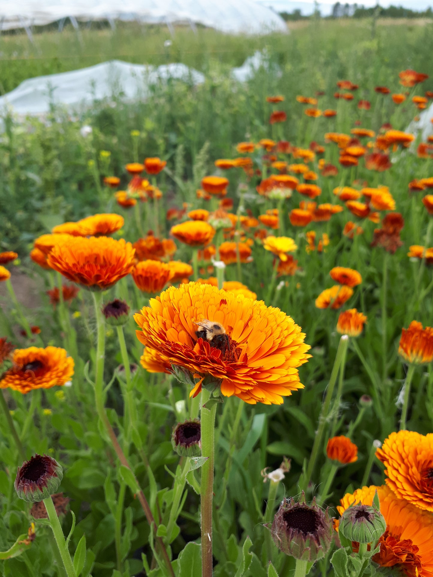 Calendula