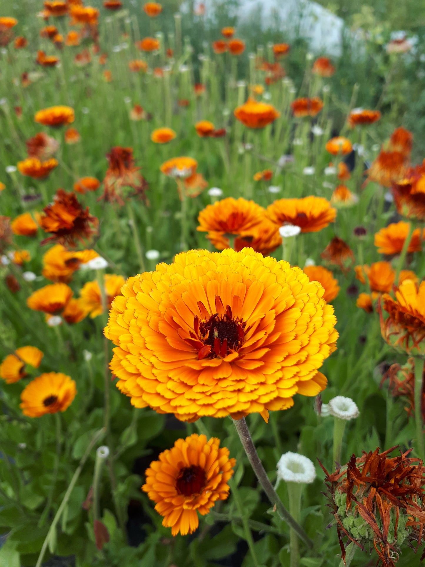 Calendula