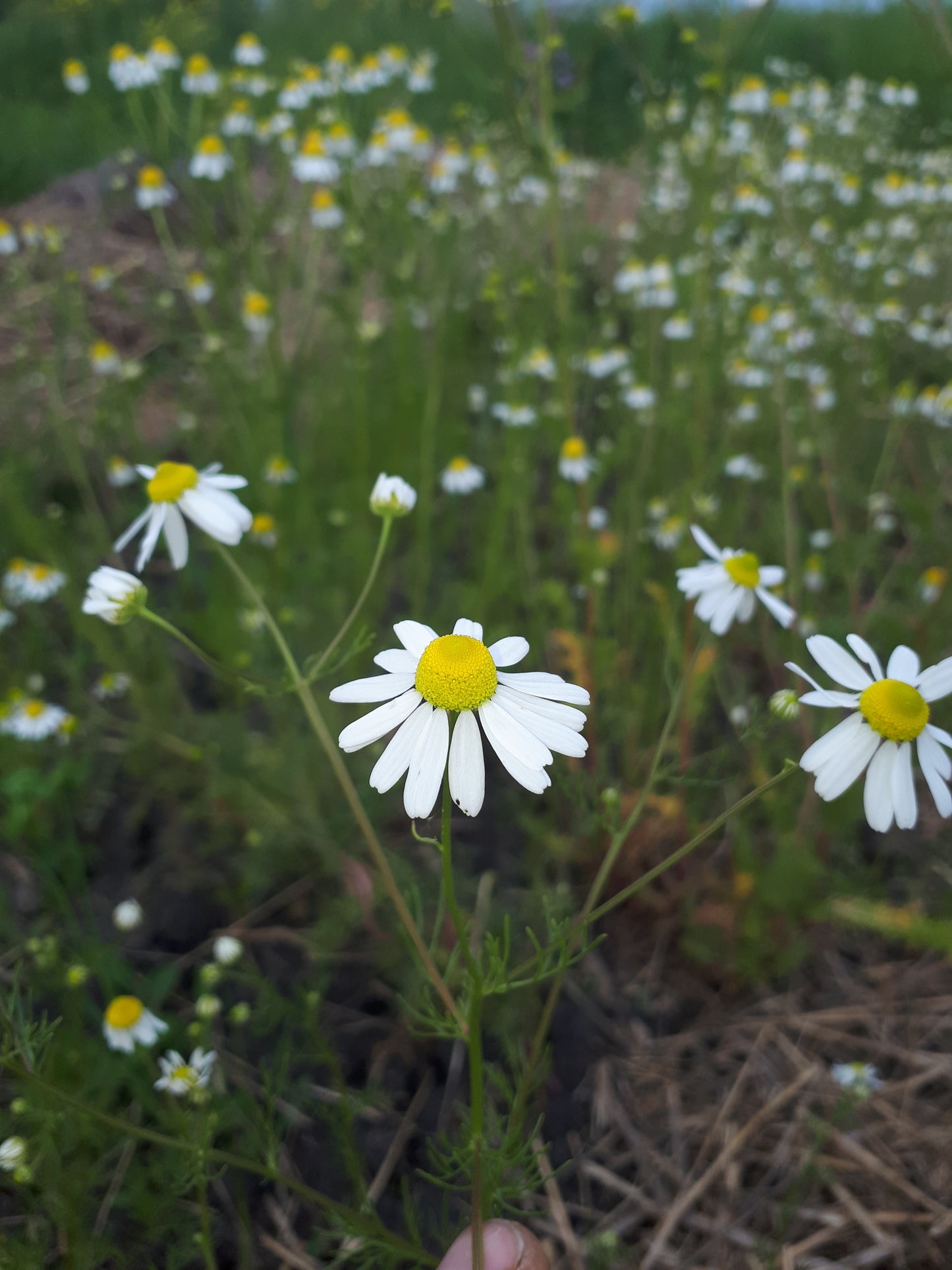 Chamomile - Roman