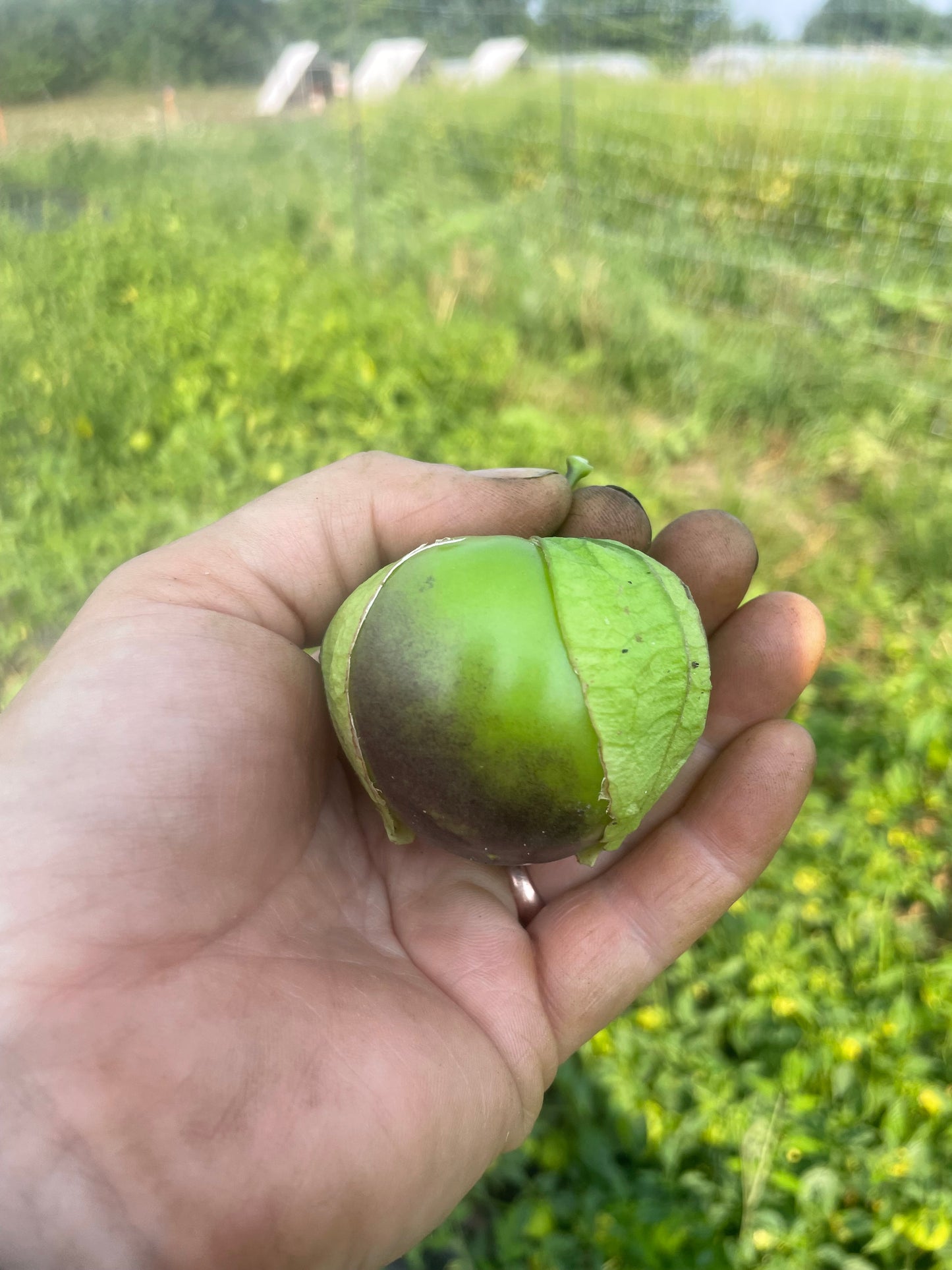 Tomatillo Purple Blush
