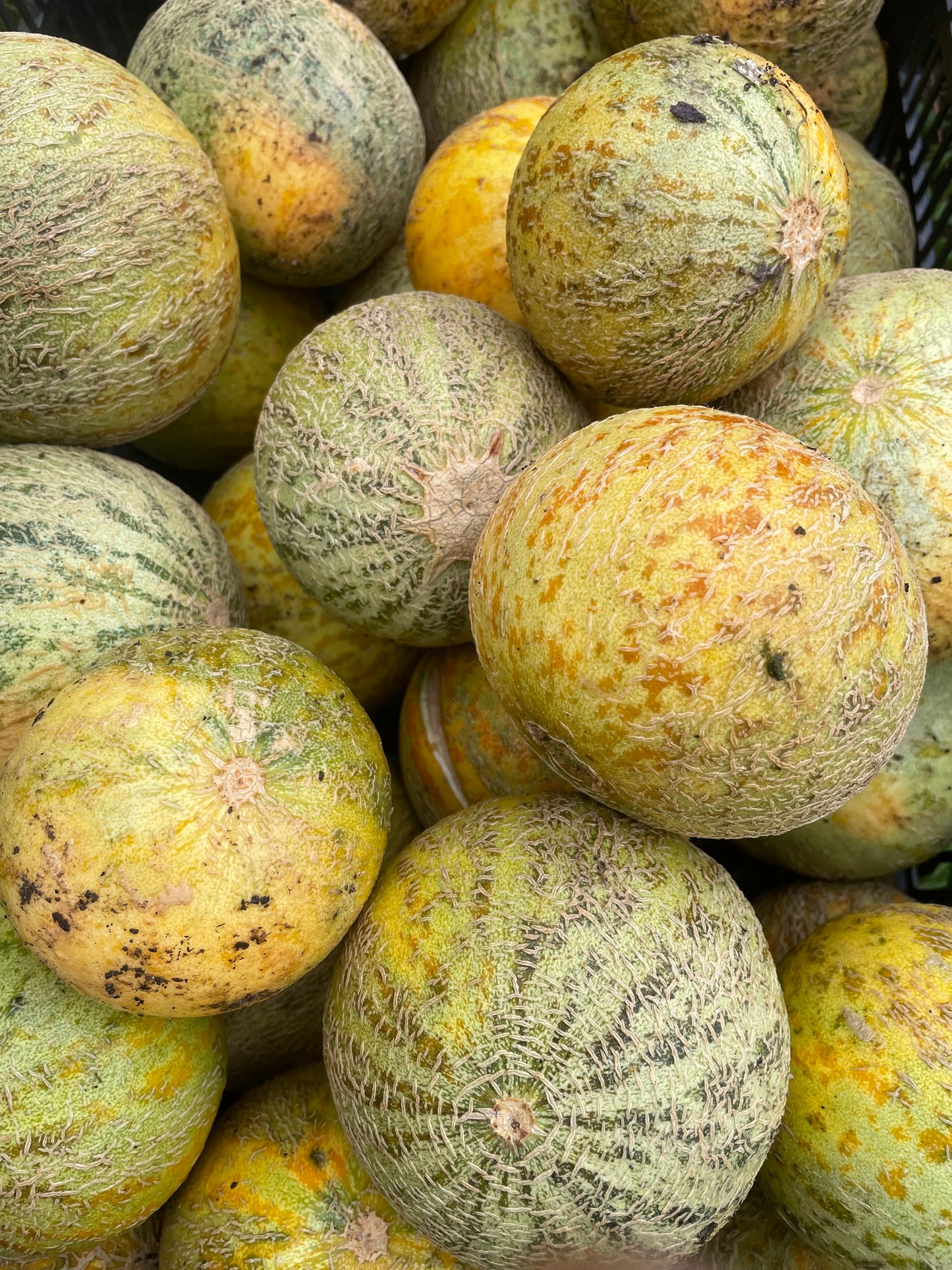 Gnadenfeld Melon