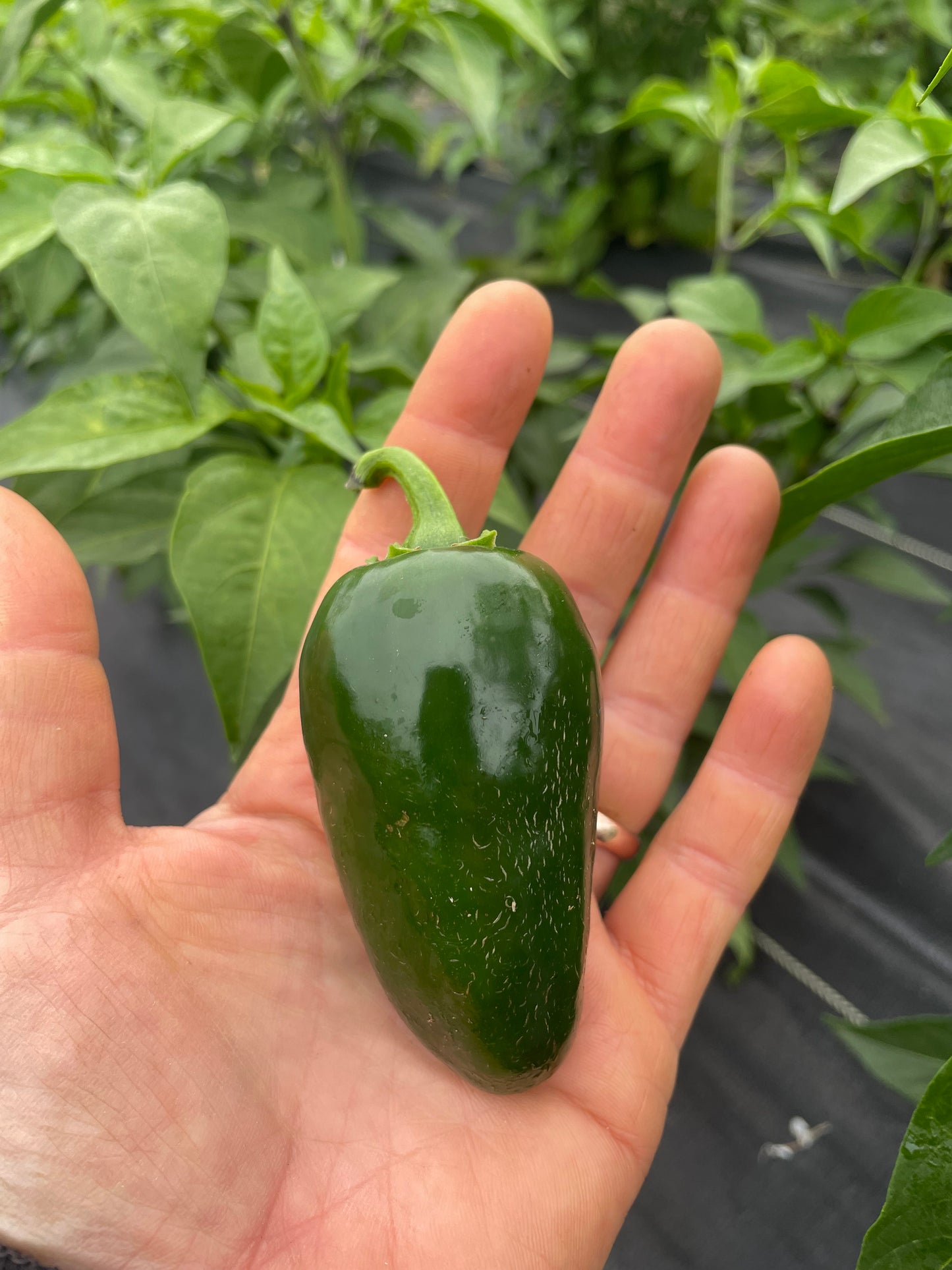 Tam Jalapeno
