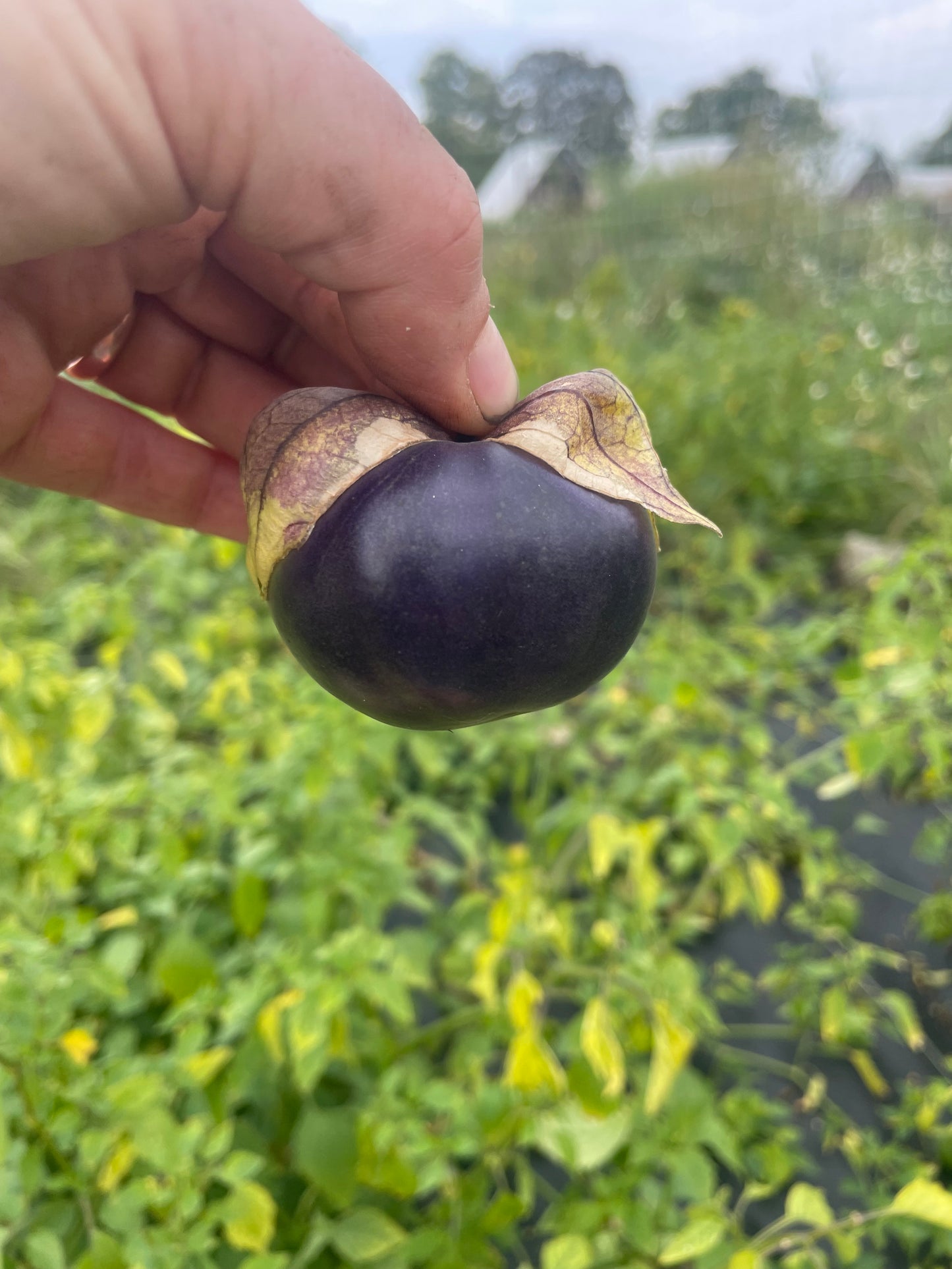 Tomatillo Purple Blush