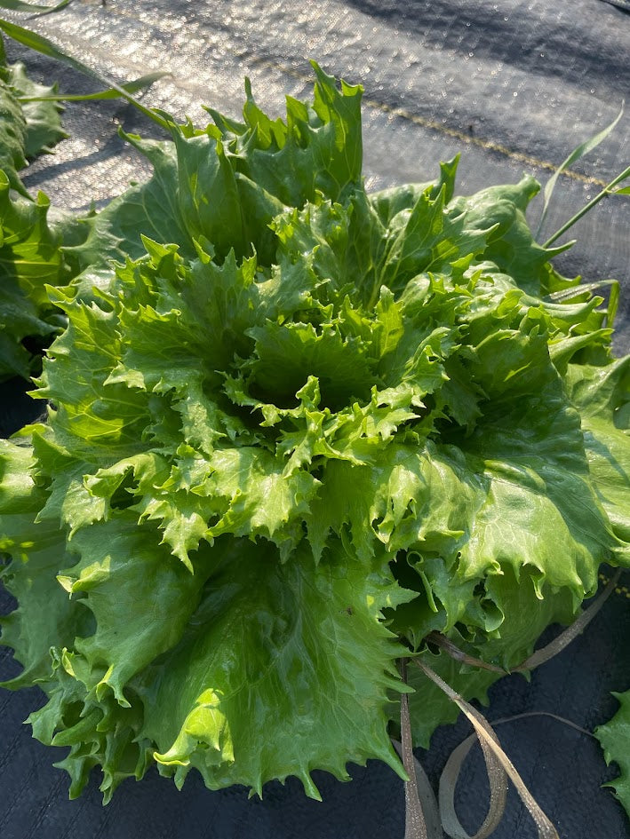 Reines De Glace Lettuce