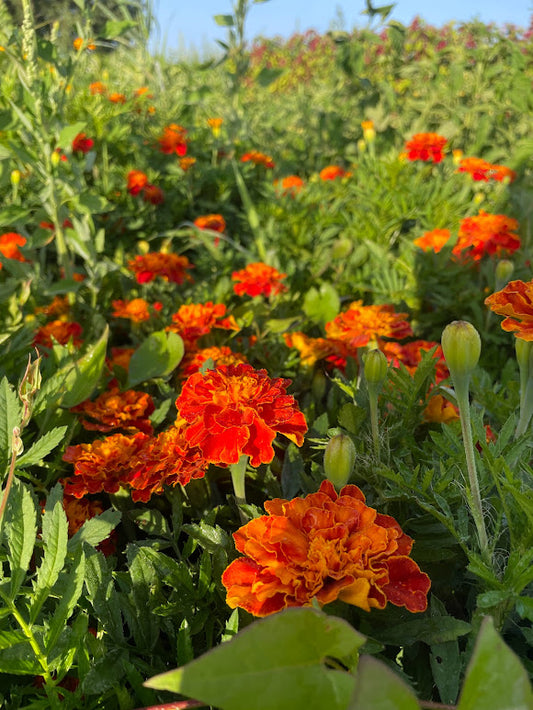 French Marigold - Sparky Mix