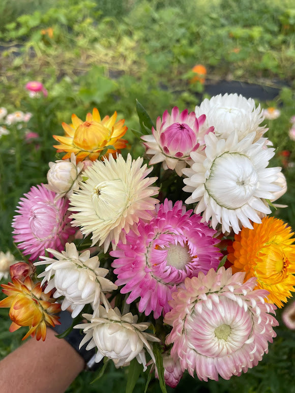 Strawflower Showy Mix