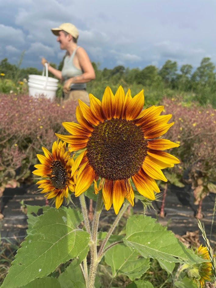 Ring of Fire Sunflower