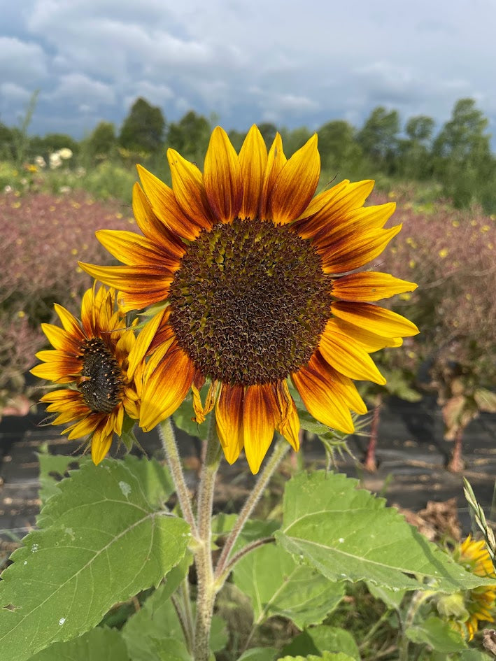 Ring of Fire Sunflower