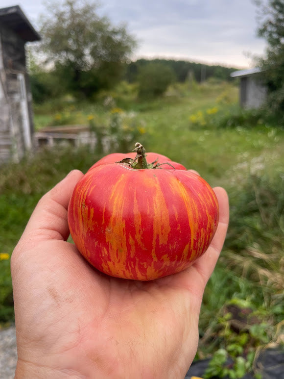Vintage Wine Tomato