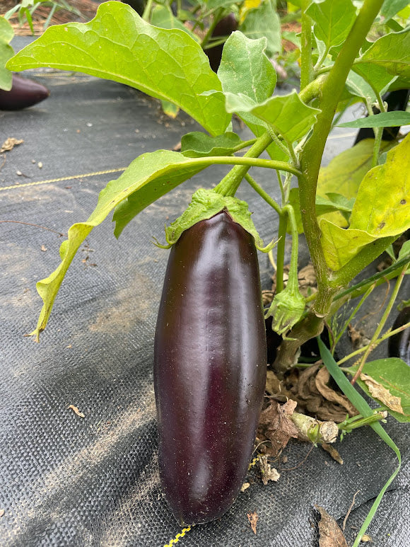 Astrakom Eggplant