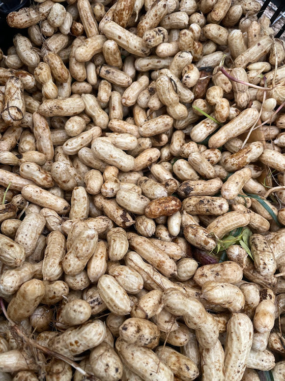 Valencia Peanut