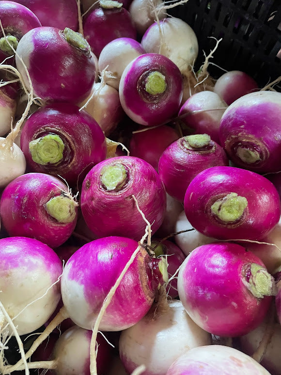 Purple Top Turnip