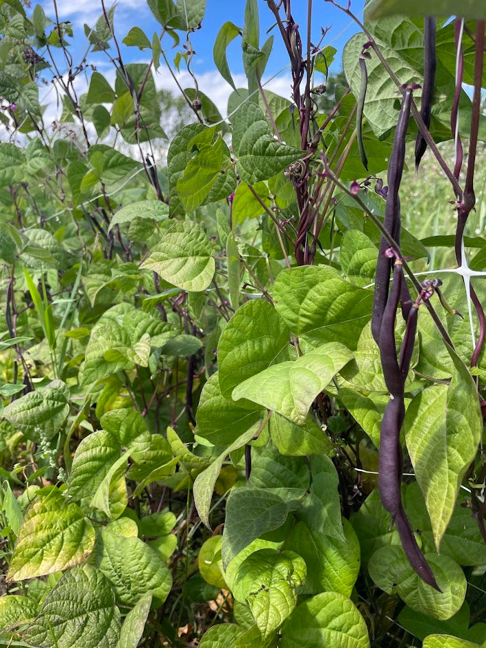 Purple Podded Pole Bean