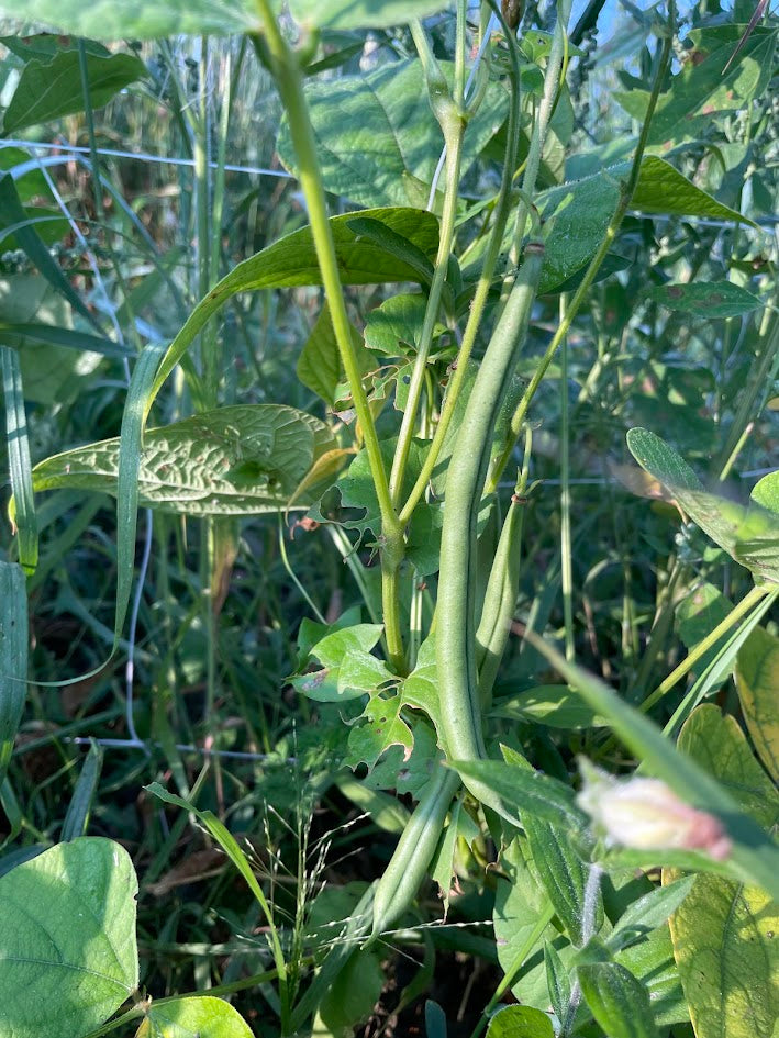 Kentucky Wonder Pole Bean