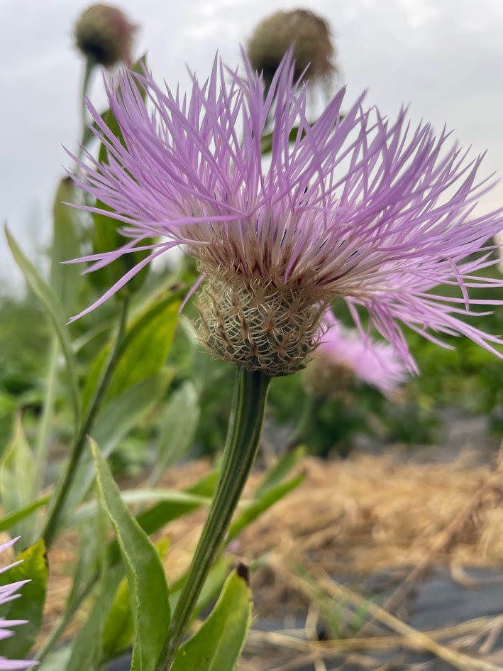 Basketflower