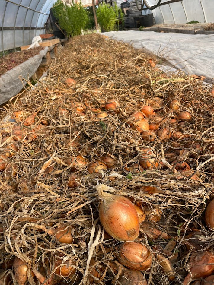 New York Early - Yellow Onion