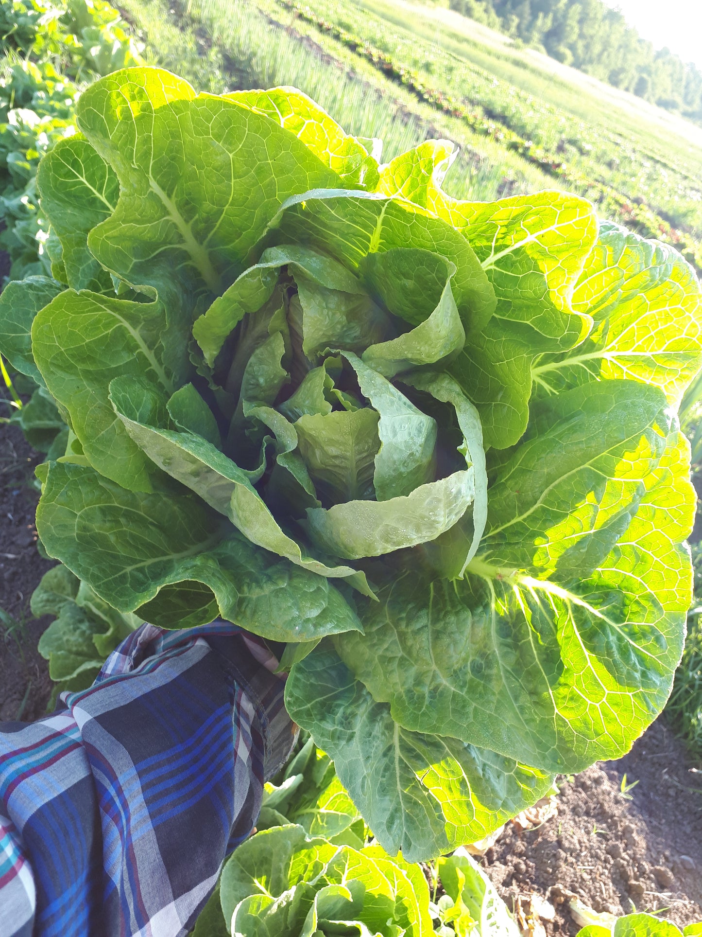 Jerico Lettuce