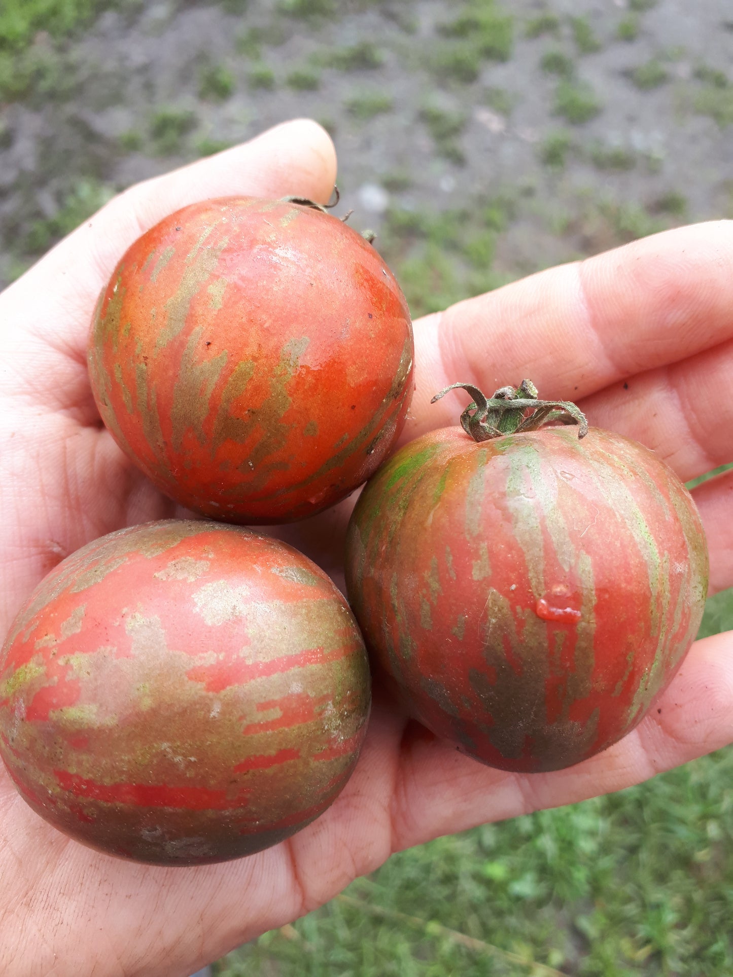 Violet Jasper Cherry Tomato