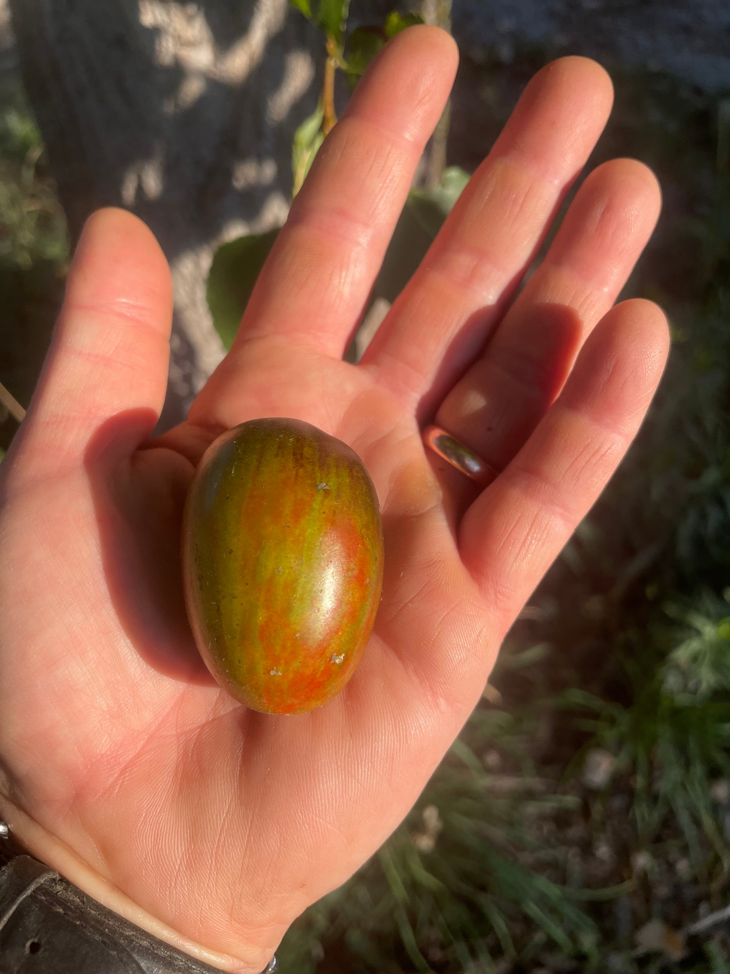Atomic Grape Cherry Tomato