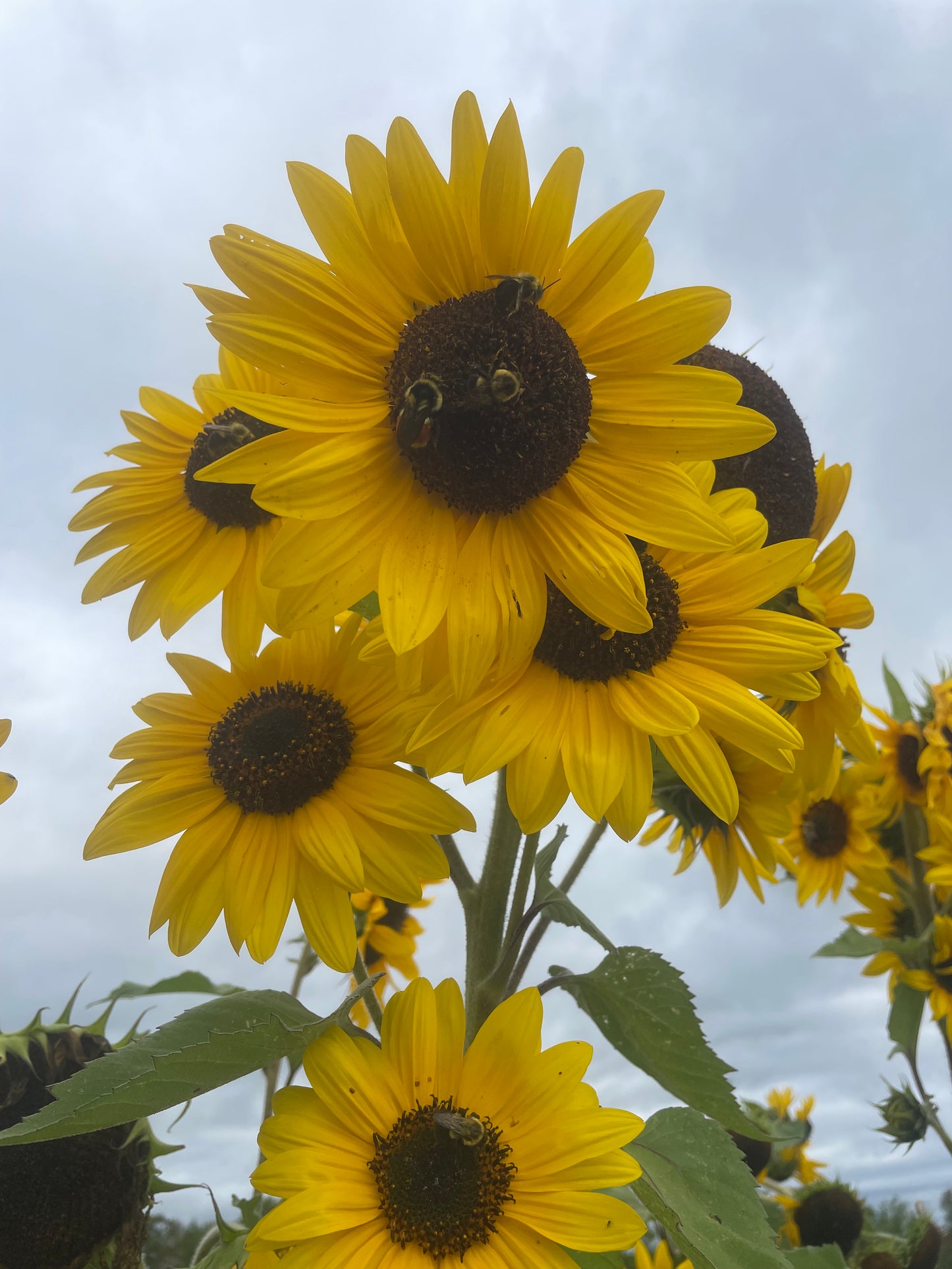 Autumn Beauty Sunflower