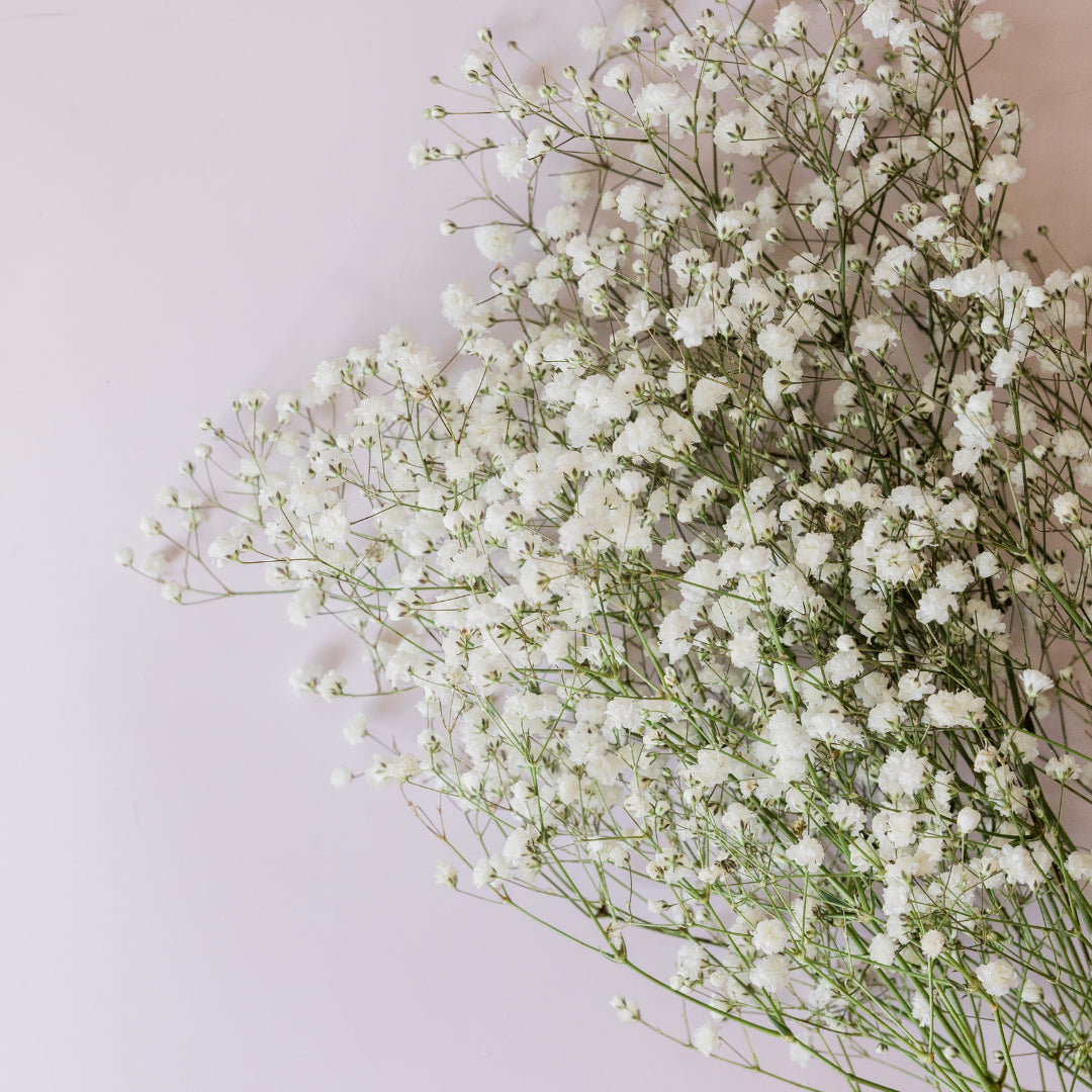 Baby's Breath - Covent Garden