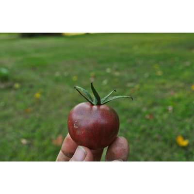 Black Cherry Tomato