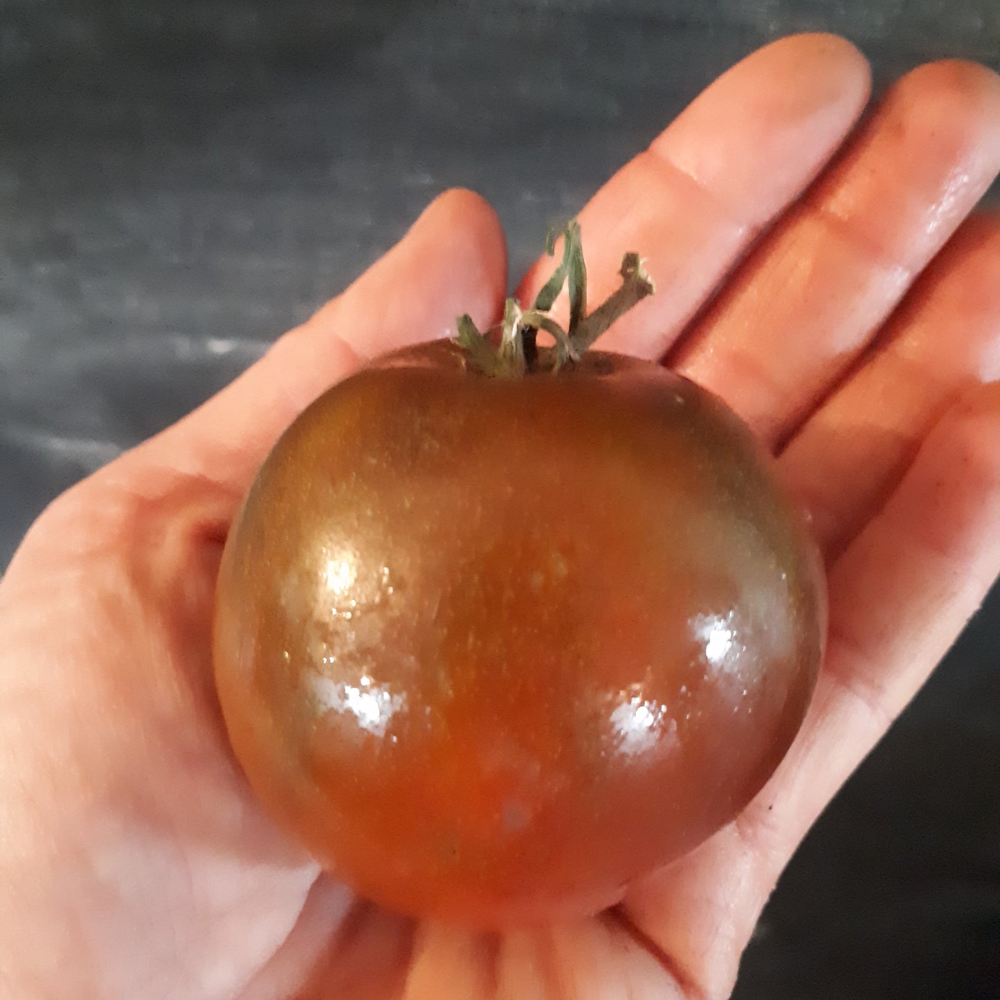 Black Russian Slicing Tomato