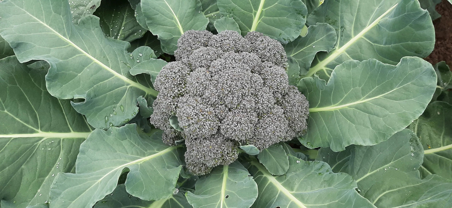 Broccoli - Solstice