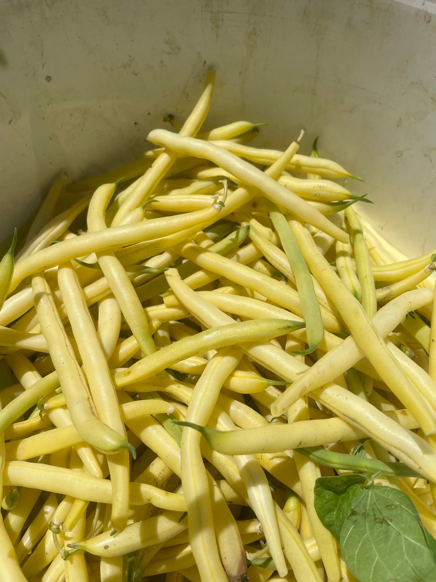 Gold Rush Bean