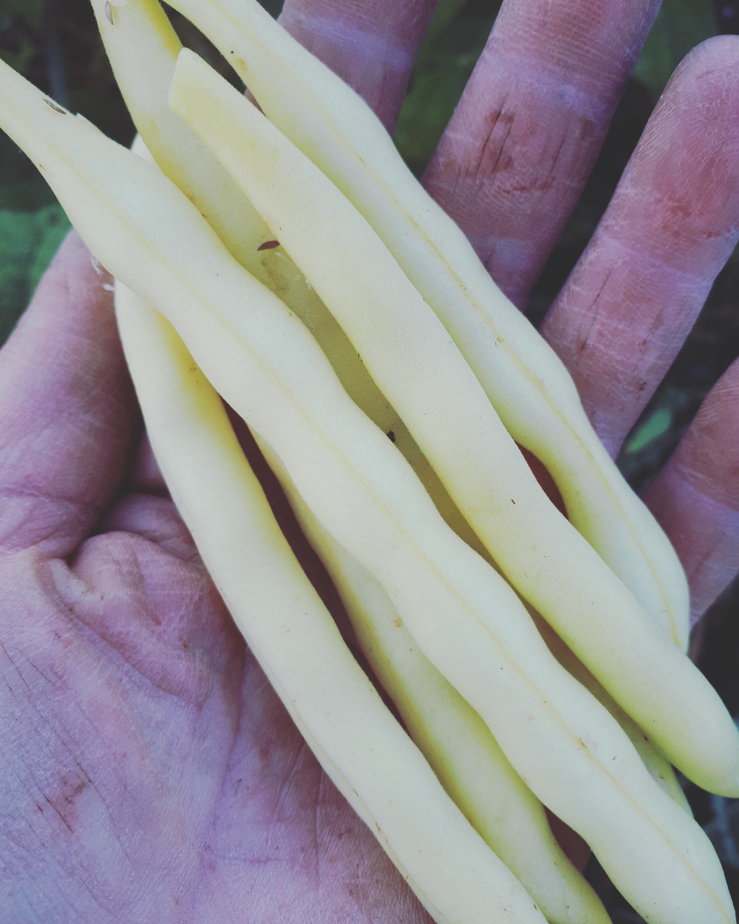 Gold Rush Bean