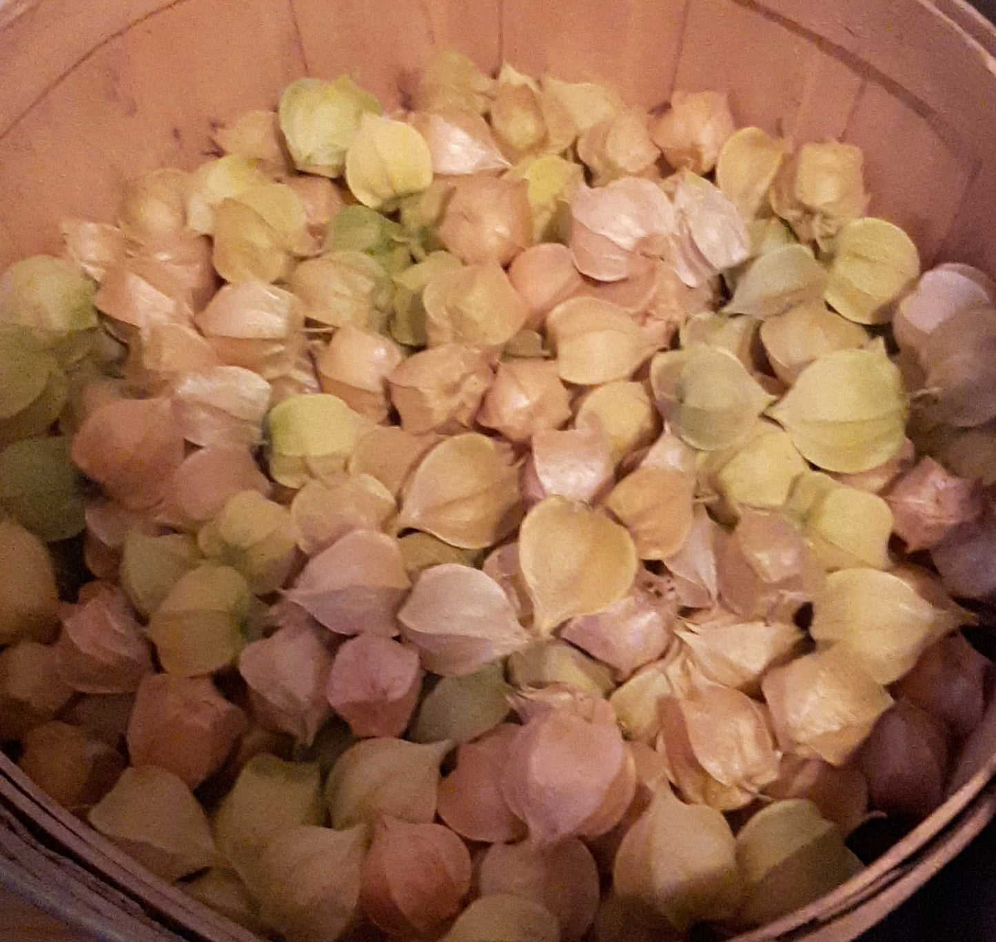 Ground Cherry - Aunt Molly's
