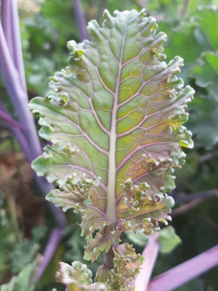 Mixed Red Kale