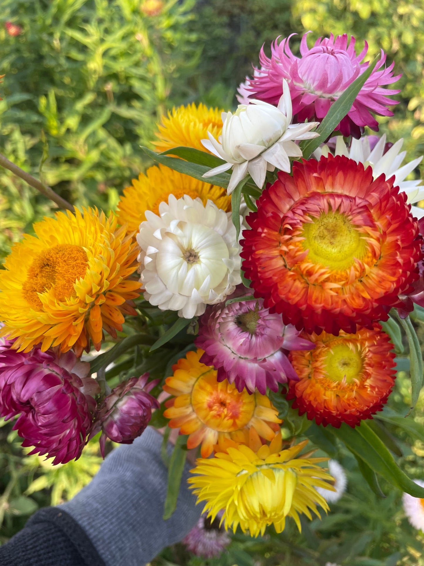 King Mix Strawflower