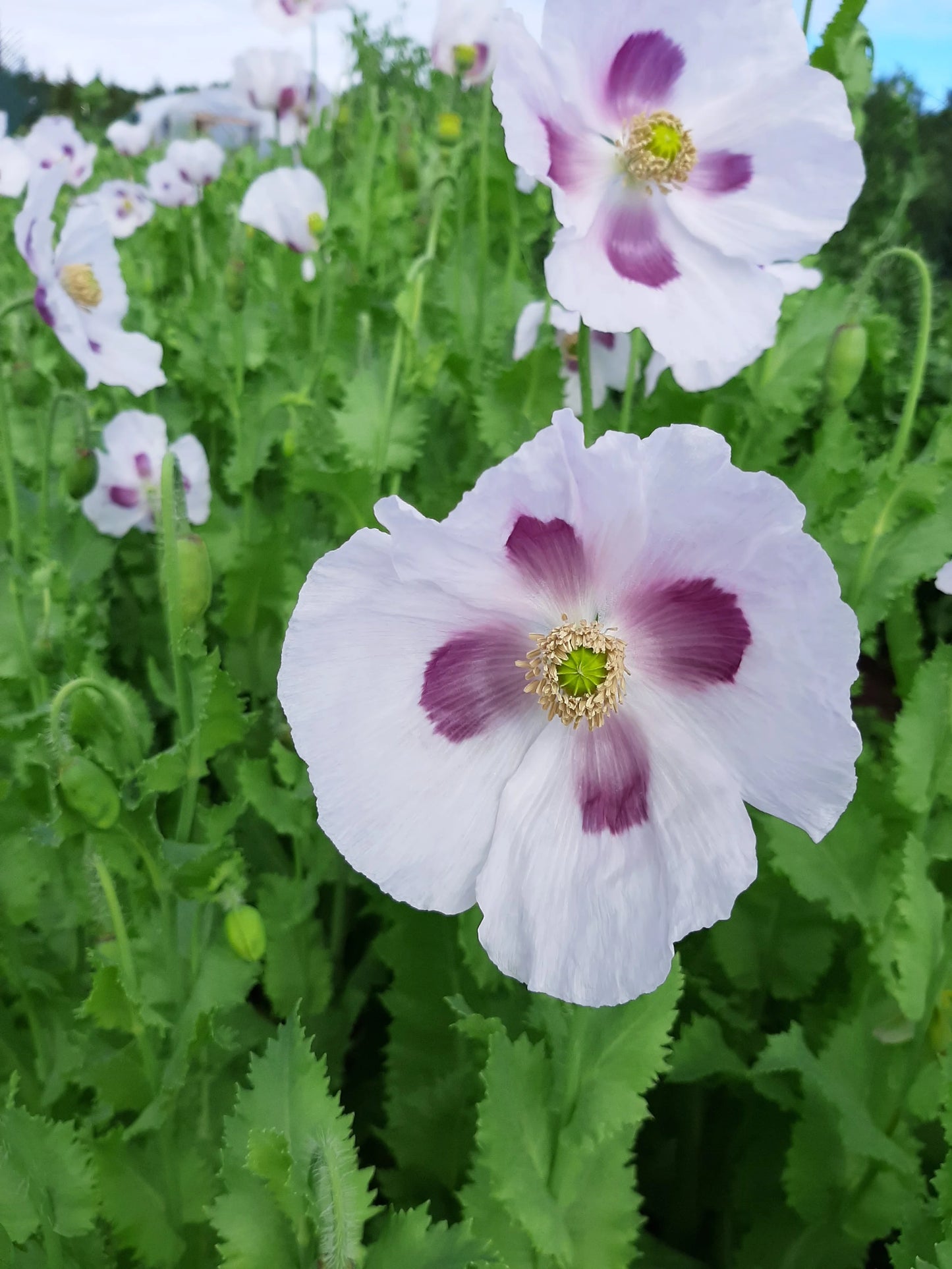 Breadseed Poppy
