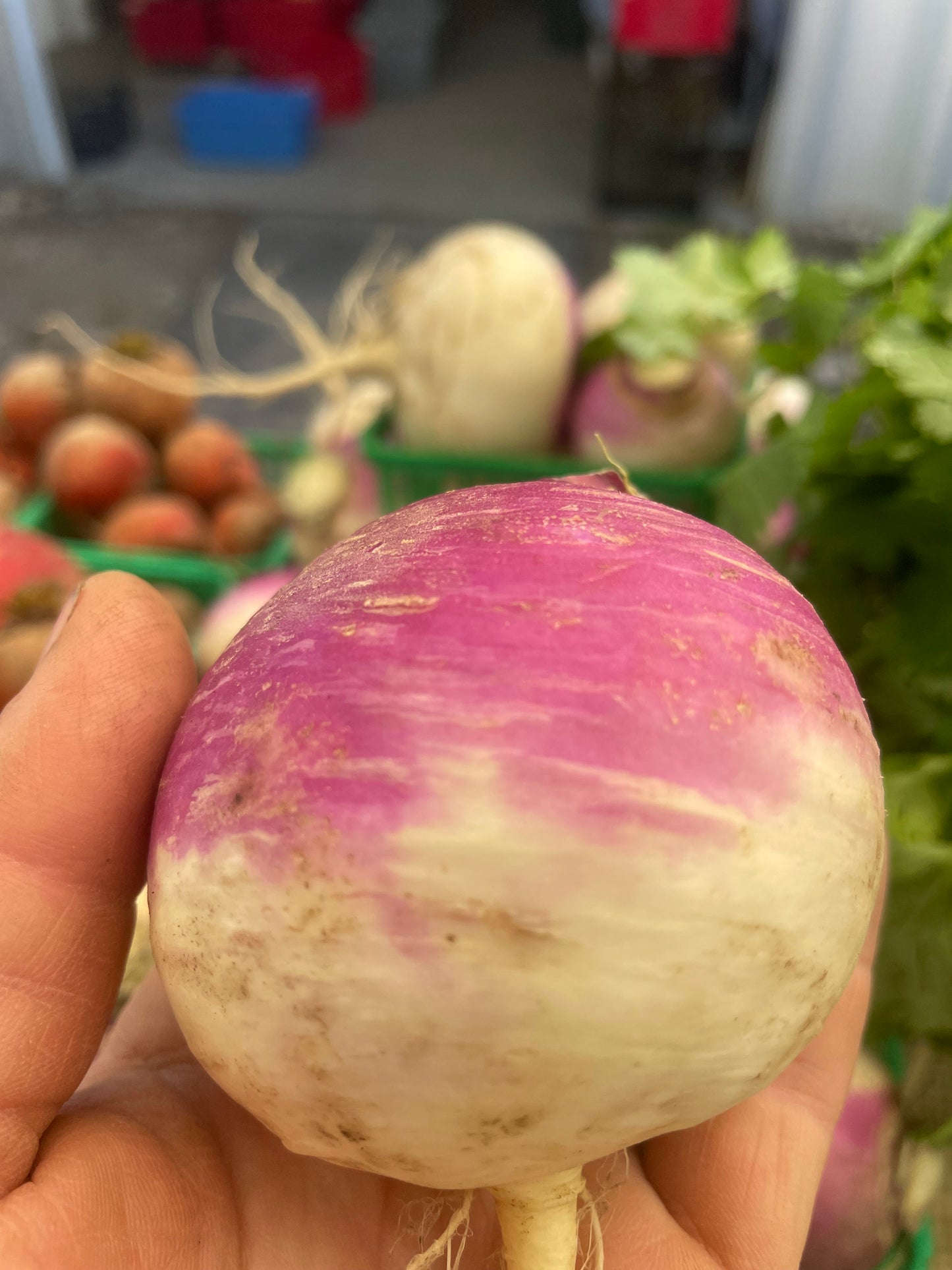 Purple Top Turnip