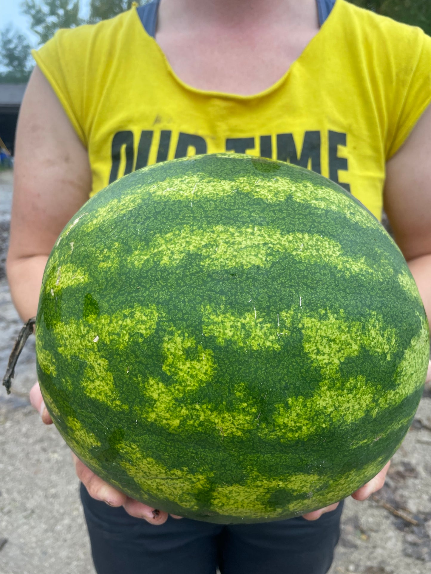 Sweet Dakota Rose Watermelon
