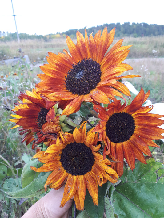 Earthwalker Sunflower