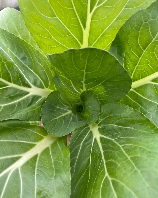 Shangai pac choi