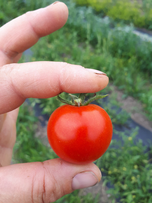 Chadwick Cherry Tomato