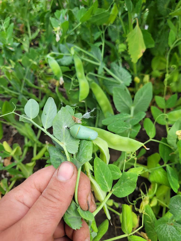 Pea - Norli