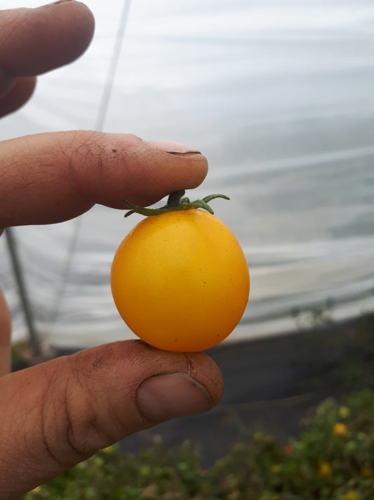 Gold Nugget Cherry Tomato