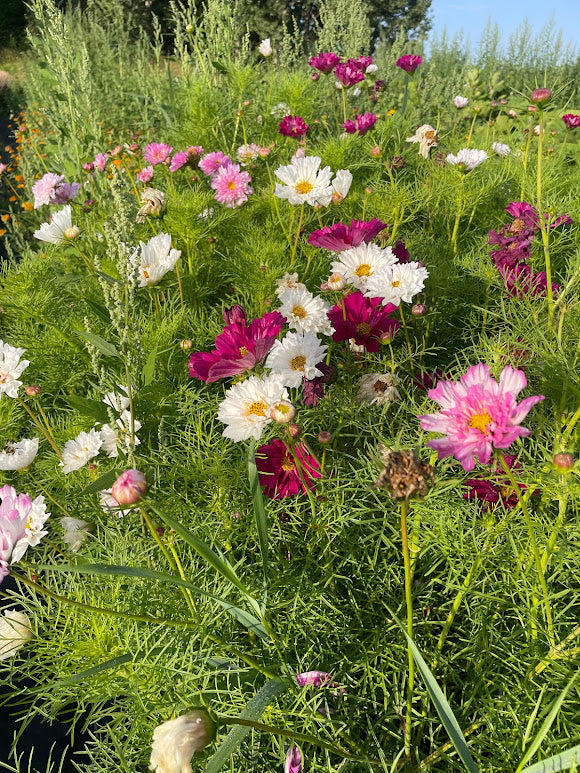 Cosmos Double Click