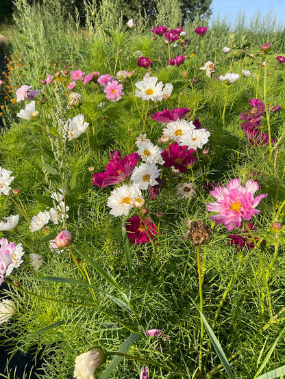 Cosmos Double Click