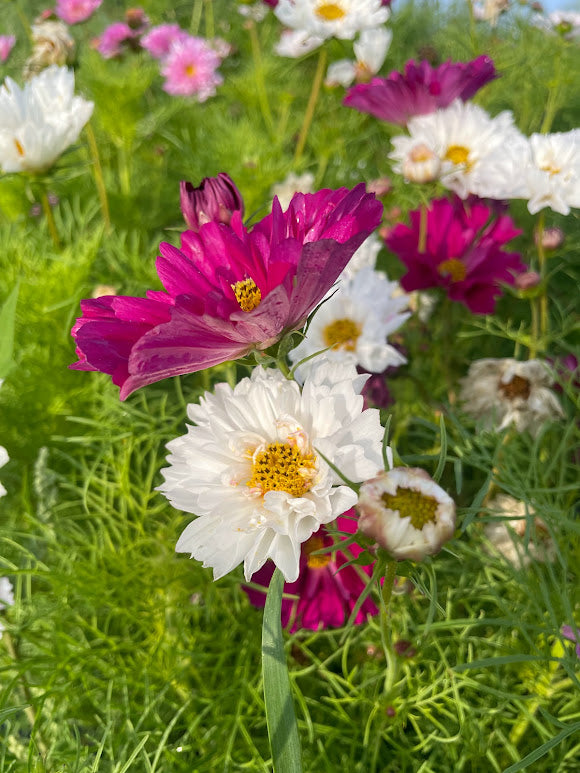 Cosmos Double Click