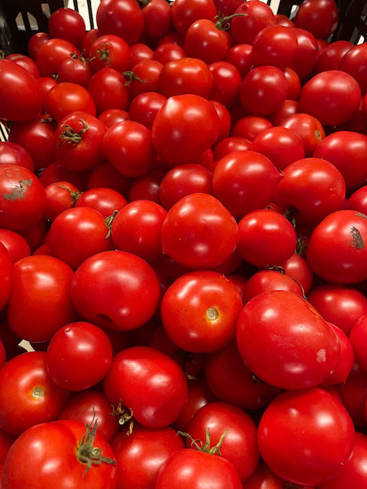 Early Willamette Slicing Tomato